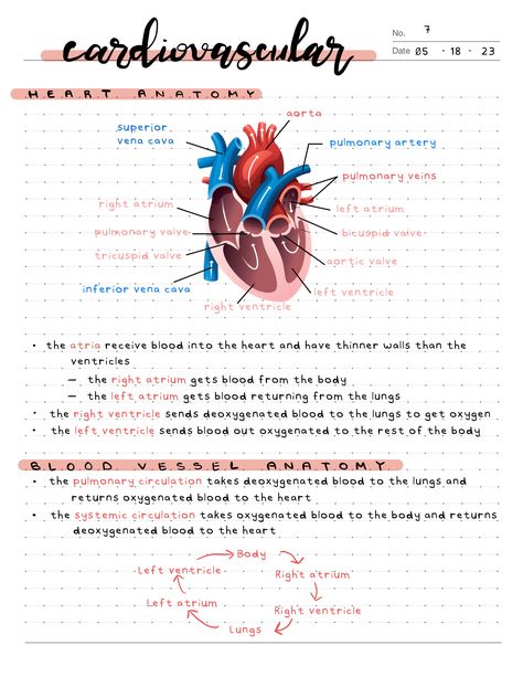 Biology Notes On Ipad, Goodnotes Psychology Notes, Anatomy Notes Aesthetic Ipad, Biology Notes Ipad, Anesthesiologist Notes, Pathology Aesthetic, Bio Notes, Ipad Inspo, Ipad Notes