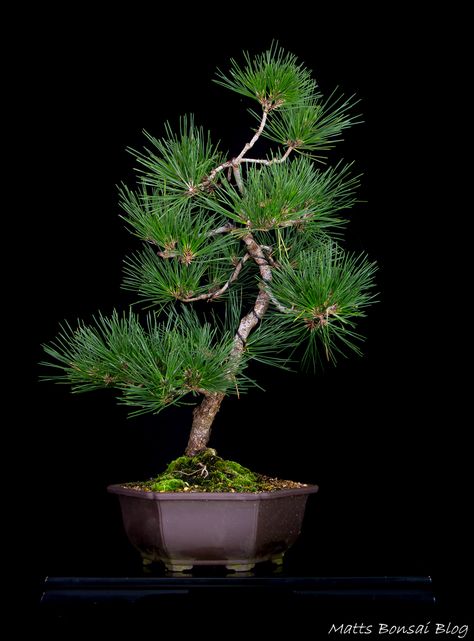 Gallery – Matt's Bonsai Blog Japanese Black Pine Bonsai, Black Pine Bonsai, Bonsai Stand, Japanese Black Pine, Bonsai Mini, Pine Bonsai, Bonsai Tree Care, Japanese Zen Garden, Black Pine