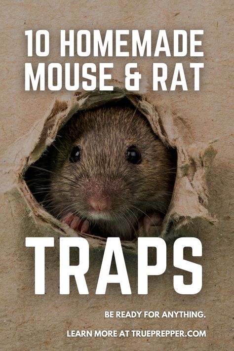 10 Homemade Mouse and Rat Traps | TruePrepper Homemade Mouse Trap, Catching Mice, Rat Trap, Glue Traps, Rat Traps, Paper Towel Tubes, Mouse Traps, Pet Mice, Mouse Rat