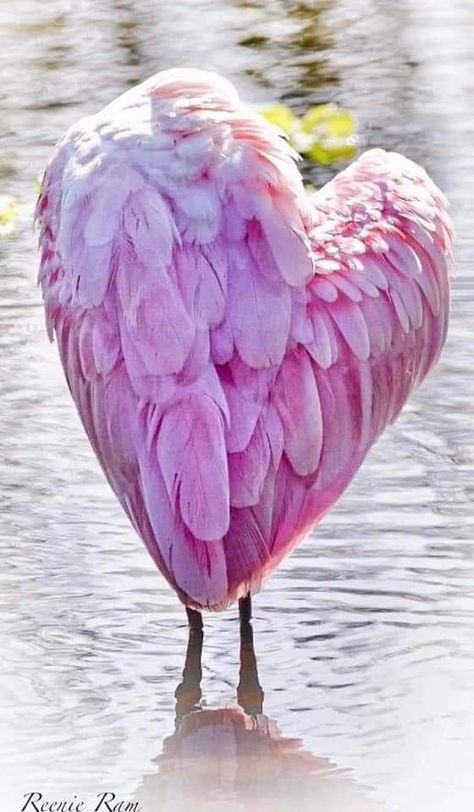 Pretty Woman Aesthetic, Aesthetic Paintings, Heart In Nature, Not In Love, Woman Aesthetic, Image Nature, Flamingo Art, Perfectly Timed Photos, 12 Signs