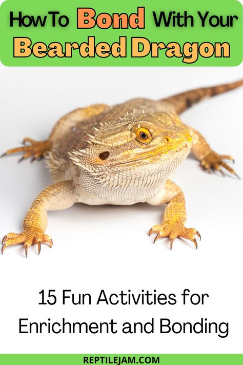 Bonding with your pet Bearded Dragon can be easy and fun! Let's look at 15 activities that not only provide enrichment for your beardie, but promote bonding as well. #beardeddragon #reptiles #exoticpets #beardie Diy Vivarium Bearded Dragon, Bearded Dragon Habitat Setup, Boho Bearded Dragon Cage, Bearded Dragon Playground, Bearded Dragon Sling Diy, Bearded Dragon Meal Prep, Bearded Dragon Classroom Pet, Bearded Dragon Activities, Beginner Reptiles Pets