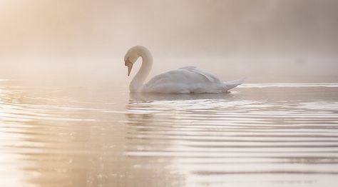 Swan Princess, Swan Song, Ugly Duckling, White Swan, Swan Lake, Beautiful Creatures, Desktop Wallpaper, Macbook, Cute Animals