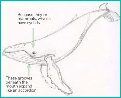 Wales Drawing, Humpback Whale Drawing, Whale Photography, Humpback Whale Art, Humpback Whale Tattoo, Whale Carving, Whale Sketch, Whale Clipart, Sicis Mosaic