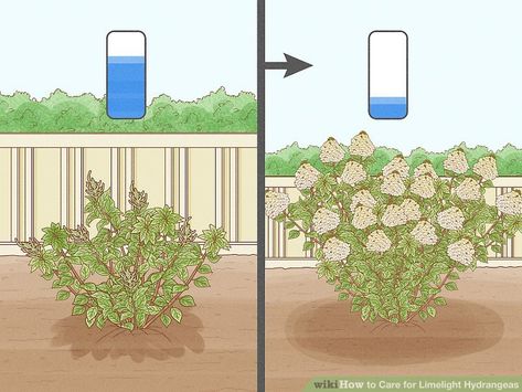 Prune Hydrangeas, When To Prune Hydrangeas, Little Lime Hydrangea, Limelight Hydrangeas, Hydrangea Paniculata Limelight, Pruning Hydrangeas, Front Landscape, Hydrangea Landscaping, Hydrangea Leaves