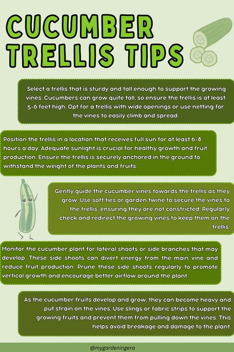 Infographic titled "Cucumber Trellis Tips". Discover the secrets of successful cucumber trellising with these 5 essential tips: 1. Choose vining cucumber varieties for vertical growth. 2. Install a sturdy trellis system to support the vines. 3. Ensure proper spacing between plants for optimal airflow. 4. Secure the vines to the trellis as they grow to promote upward growth. 5. Regularly prune the vines to maintain manageable growth. How To Trellis Cucumbers, Cucumber Vine, Growing Cucumbers Vertically, How To Grow Cucumbers, Backyard Raised Garden, Cucumber Trellis Diy, Grow Cucumbers, Raised Garden Beds Diy Vegetables, Cucumber Gardening