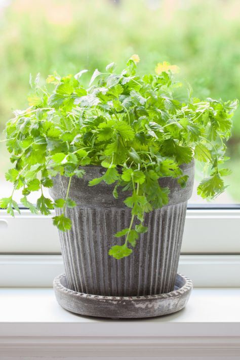 How To Grow Herbs Indoors - 8 Amazing Herbs For Year Round Flavor! Spice Plants, Grow Cilantro Indoors, Coriander Plant, Cilantro Seeds, Growing Cilantro, Growing Herbs Indoors, Sage Plant, Seed Germination, Herbs Indoors