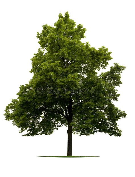 Linden tree. Leafy Linden tree isolated on white background , #AD, #Leafy, #tree, #Linden, #background, #white #ad Linden Tree, Leaf Images, Tree Images, Background White, Card Design, White Background, Photo Image, Trees, Herbs