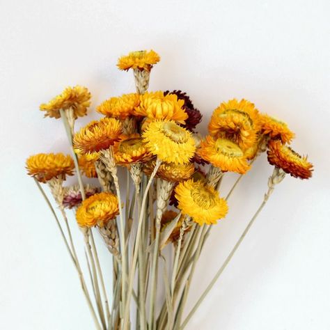 Dried Flower, Pampas Grass, Home Decor Plants For Decoration, Yellow Flower Bouquet, Pampas Grass Home Decor, Flowers And Pampas, Dried Floral Decor, Straw Flowers, Pampas Grass Decor, Grass Flower, Line Flower