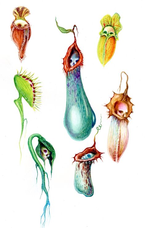 Gouache Plants, Carnivorous Plants Care, Carnivorous Plants Terrarium, Plant Monster, Plant Sketches, Plant Crafts, Plant Tattoo, Geniale Tattoos, Plant Photography