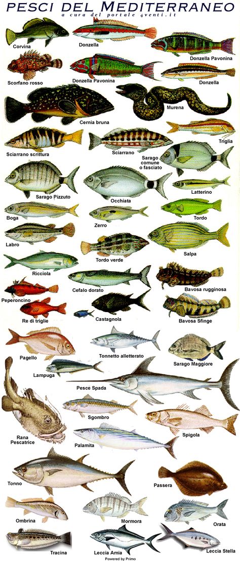 Mediterraneoweb: FLORA E FAUNA MARINA del MEDITERRANEO Funny Hunting Pics, Fish Chart, Pesca In Mare, Fauna Marina, Bird Identification, Hunting Humor, Salt Water Fish, Beyond The Sea, Fish Illustration