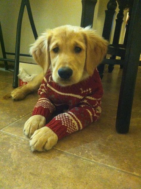 christmas sweater Golden Retriever Sweater, Puppy Christmas, Christmas Puppy, Golden Retrievers, Christmas Sweater, Christmas Time, Golden Retriever, Christmas Sweaters, Dog Cat