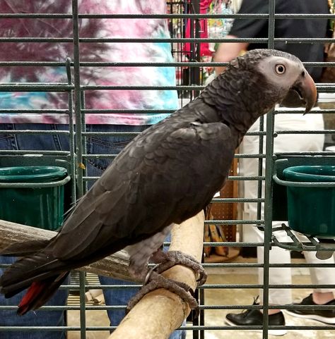 African Gray Parrots, Timneh African Grey, African Grey Parrot, Human Babies, African Grey, Non Human, Colorful Birds, Pet Birds, Parrot