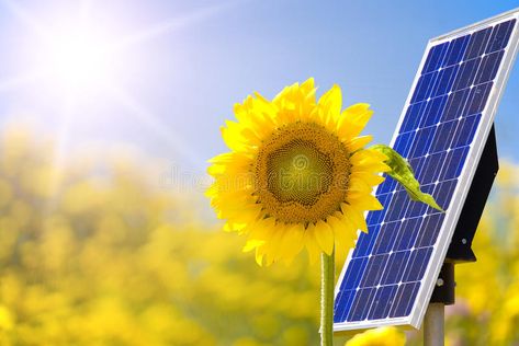 Solar panel. S in a yellow field witth sunflower , #Sponsored, #yellow, #panel, #Solar, #sunflower, #witth #ad Yellow Field, Yellow Fields, Panel Solar, Photoshop Effects, Roof Solar Panel, Solar Panel, Solar Panels, Stock Photography, Sunflower