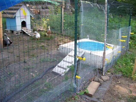 Backyard Chicken Coop Diy, Bunny Houses, Duck Pool, Duck Pens, Backyard Coop, Backyard Ducks, Duck Coop, Raising Ducks, Rabbit House