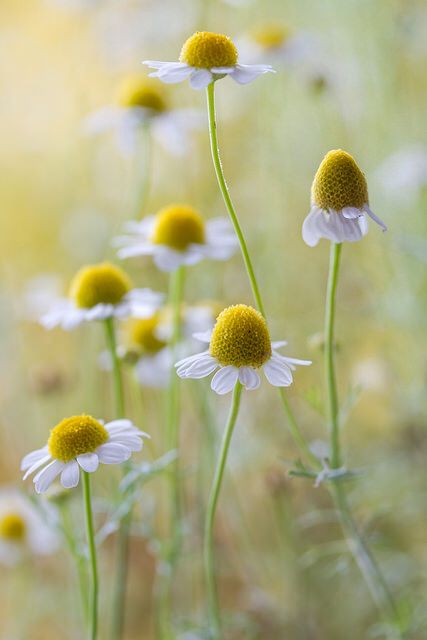 Relaxing, soothing chamomile - what an amazing essential oil Chamomile Flowers, The Grass, Delicate Flower, Beautiful Blooms, Flowers Nature, Flower Photos, Love Flowers, Flowers Photography, Pretty Flowers