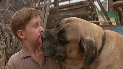 LOVE the"beast" from sandlot. Sandlot Dog, Tom Guiry, Scotty Smalls, Sandlot 3, Old English Mastiffs, Baseball Movies, Living With Dogs, Dog Kisses, Sandlot