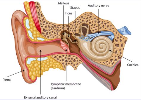 sensation & perception: hearing Home Remedies For Snoring, How To Stop Snoring, Sleep Remedies, When You Sleep, Hearing Loss, How To Get Sleep, Ipa, How To Fall Asleep, Anatomy