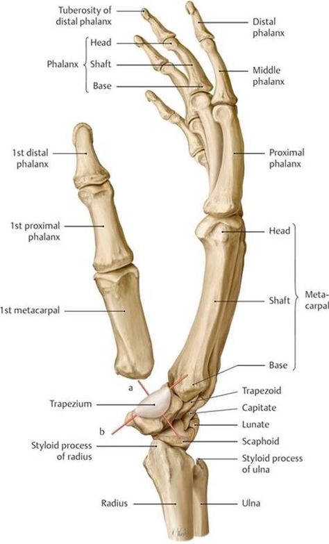 Hand Bone Anatomy, Forearm Anatomy, Limb Anatomy, Functional Anatomy, Upper Limb Anatomy, Human Skeleton Anatomy, Hand Skeleton, Human Muscle Anatomy, Hand Anatomy