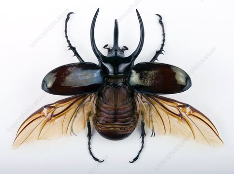 Scarab Beetle Wings Open, Beetle Wings Open, Beetle With Wings, Atlas Beetle, Rhino Beetle, Beetle Tattoo, Beetle Art, Cool Insects, Beetle Wings