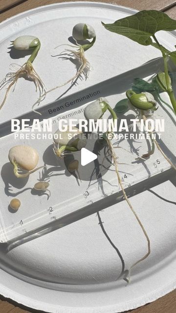 Bean Growing Experiment, Seed Germination Project, Photosynthesis Projects, Stages Of Growth, Science Demonstrations, Science Week, Farm Unit, Draw A Picture, Bean Plant