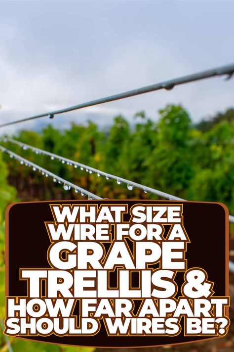 Grape Trellis Ideas, Grape Arbors, Grape Orchard, Grape Growing Trellis, Grape Vine Trellis, Grape Growing, Building A Trellis, Grape Trellis, Grape Arbor