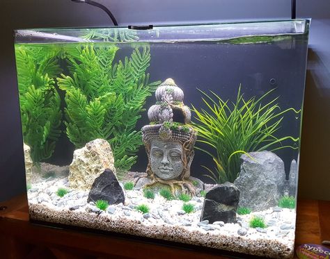 Boho Fish Tank, Aquascaping Ideas, Axolotl Tank, Fish Aquarium Decorations, Fish Tank Themes, Wall Aquarium, Fish Tank Terrarium, Cool Fish Tanks, Aquascape Design