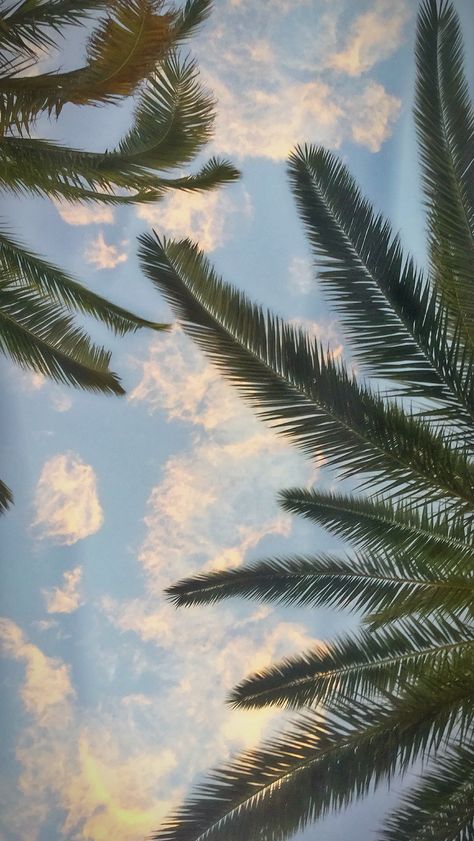 Palm Wallpaper Iphone, Summer Minimalist Wallpaper, Ipad Screensaver, Palm Trees Aesthetic, Palm Tree Aesthetic, Palm Tree Wallpaper, Summer Aesthetic Wallpaper, Palm Tree Photography, Population Density