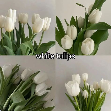 which one do you choose? ♡ follow @jeonrencia for more! 🌷 ✧₊˚. Tulip Flower Pictures, Coquette Flowers, Type Of Flowers, Types Of Tulips, Luxury Flower Bouquets, Different Types Of Flowers, Boquette Flowers, Flower Gift Ideas, Nothing But Flowers