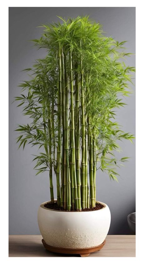 Indore Plants, Nyc Flower Market, Lucky Bamboo Plants, China Garden, Wedding Planning Decor, Bamboo Garden, Private Home, Modern Planters, Outdoor Flowers