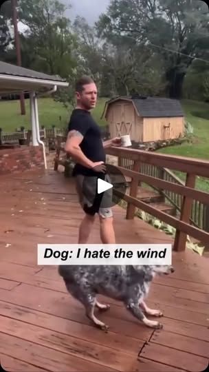 4.2M views · 8.2K reactions | The dog was blown away by the wind#funnyvideo #funnyanimals #dog | Carlos Morales Pet Stuff, Wolves, The Dog, The Wind, Funny Animals, Pet, Dogs