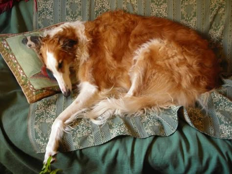 Sleeping Beauty. My Tallulah. Russian Wolfhound, Borzoi Dog, Silly Animals, Sausage Dog, The Villain, Cat House, Greyhound, Animals Friends, Border Collie