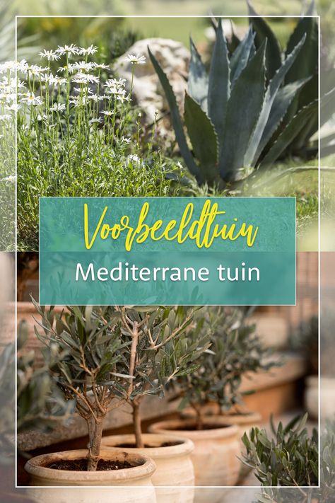 Tuin inspiratie: Mediterrane tuin inrichten met bomen en planten van Bomenenzo Patio, Van