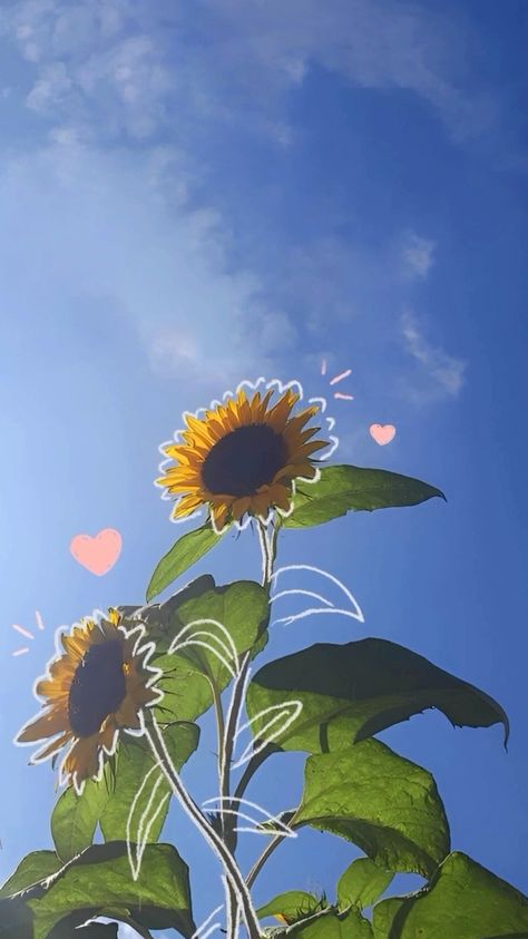 Lucky Wallpaper For Exam, Sunflower Asthetic Picture Wallpaper, Yellow Sunflower Wallpaper Aesthetic, Sunflower Aesthetic Wallpaper Iphone, Aesthetic Wallpaper Sunflower, Yellow Sky Aesthetic, Beautiful Wallpaper For Phone Pretty, Sun Flowers Aesthetic, Sunflower Wallpaper Aesthetic