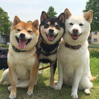 Shiba Inu Puppy, Akita Inu, Japanese Dogs, Akita Dog, Shiba Inu Dog, Three Dogs, Airedale Terrier, Alaskan Malamute, Dog Wedding