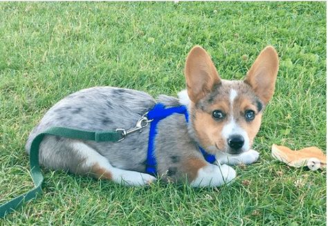 Corgi Blue Heeler, Corgi Training, Corgi Mix Puppies, Mini Corgi, Blue Heeler Corgi Mix Puppy, Corgi Puppies For Sale, Cowboy Corgi Puppies, Corgi Swimming, Cowboy Corgi