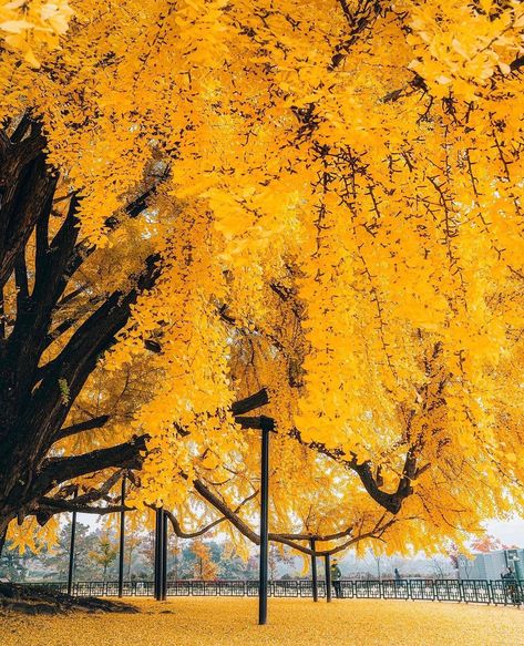 Ginkgo Tree 🍂 800 years old and the second largest in Korea 🌾 Bangye-ri, Wonju, Korea, Courtesy of @im0gil #slowroads | Instagram Bg Reference, Gingko Tree, Ginkgo Biloba Tree, Ginko Biloba, Korea Aesthetic, Ginkgo Tree, Leaf Peeping, Fall Mood, Ginkgo Biloba