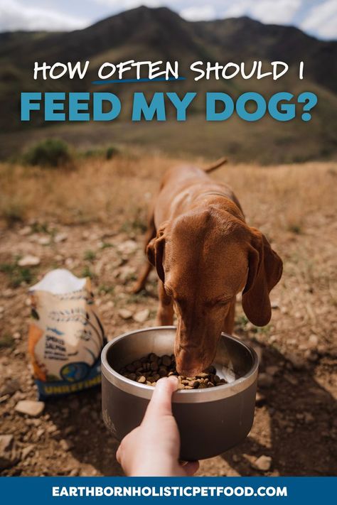 Dog Feeding Schedule, Nutritional Tips, Toy Aussie, Cat Tips, Animal Nutrition, Feeding Time, Dog Hacks, Water Dog, Visual Aids