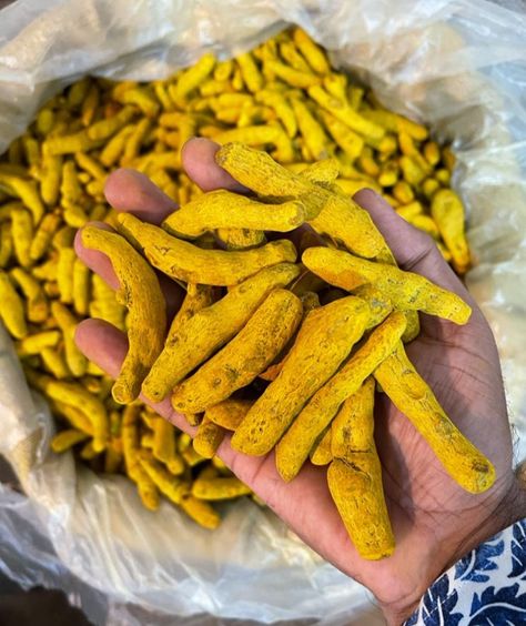 We are a Manufacturer and exporter Of The Best Quality Turmeric Finger And other spices. Available In Bulk Quantity. Please Contact Us On Whatsapp:- 9413384758 Email ID:- Shriharimtc@yhaoo.co.in Website:- www.Krishnaindia.in Herbs And Spices, Agriculture, More Information, Contact Us, Seeds, Herbs, Quick Saves