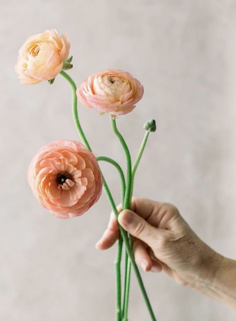 Pastel Ranunculus, Peach Ranunculus, Single Flowers, Painting Reference, Flower Guide, Flower Inspiration, Spring Weddings, Flat Lay Photography, Pastel Wedding