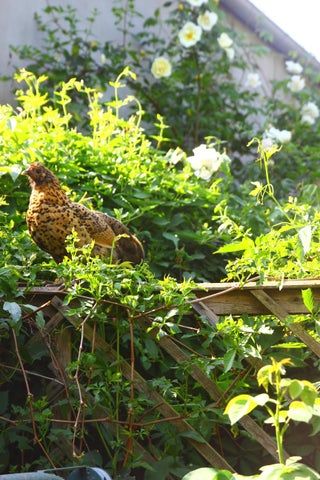 Greenhouse Extension - Making a Safe Living, Nesting & Brooding Area for Organic Coturnix Quail : 15 Steps (with Pictures) - Instructables Greenhouse Extension, Keeping Quail, Coturnix Quail, Hay Fever, Aromatic Plant, Forest Garden, Different Vegetables, Wood Pallets, The Space