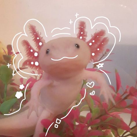 Cute Axolotl Pfp, Axolotls Cute, Axolotl Photo, Axolotl Pfp, Axolotl Aesthetic, Kawaii Axolotl, Pink Axolotl, Axolotl Cute, Cute Axolotl