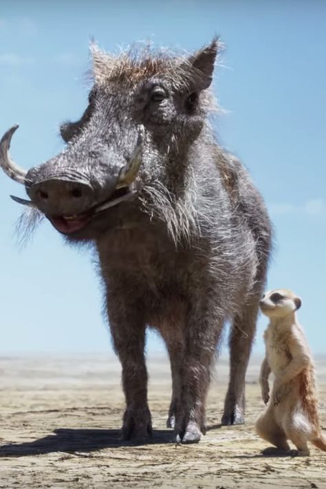 Timon and Pumbaa Save (a Very Fluffy) Young Simba in New Clip From The Lion King Lion King Video, Young Simba, Simba Lion, Life Cast, Brave Browser, Are You Not Entertained, Timon And Pumbaa, King Lion, Disney Lion King