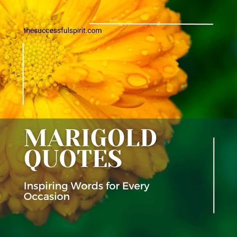 Be A Marigold Teacher, Marigold Teacher Poem, Marigold Flower Quotes, Marigold Quotes, Marigold Benefits, Marigold Spiritual Meaning, Be A Marigold Quote, Find Your Marigold, Marigold Wedding