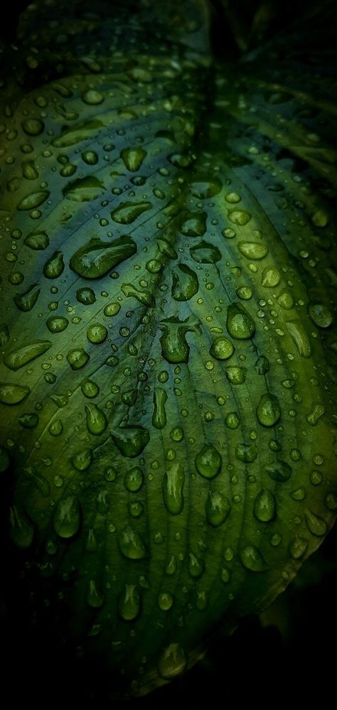 Dark Nature Pictures, Rain Day Wallpaper, Green Leaf Wallpaper Iphone, Wallpaper Iphone Plants, Raining Wallpaper Aesthetic, Nature Rain Wallpaper, Leafs Wallpapers, Rain Phone Wallpaper, Rain Wallpaper Iphone