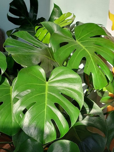 monstera deliciosa 🌿 Plant Reference Photos, Monstera Plant Aesthetic, Plants Reference, Plant Sleeve, Green Coquette, Big Leaf Plants, Plant Reference, Coquette Bedroom, Advanced Higher Art