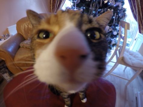 Animals Sniffing Camera, Cat 0.5, Cat Sniffing Camera, 0.5 Cats, Cat Camera, Söt Katt, Silly Cats Pictures, Tripp Nyc, Silly Animals