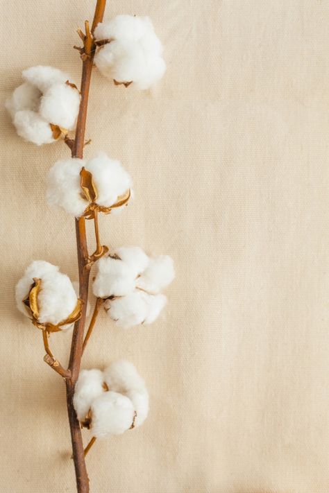 Cotton Wallpaper, Cotton Photography, Nature Photography Flowers, Ikebana Arrangements, Cotton Clouds, Wood Backdrop, Inspiring Photography, Cotton Plant, Cotton Flower