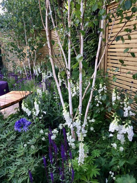 Using Birch in the Garden for Light, Rhythm and Texture – Susan Rushton Types Of Birch Trees, White Bark Trees, Birch Trees Garden, English Bluebells, Birch Trees Landscaping, Wood Anemone, Betula Pendula, River Birch, Bronze Highlights