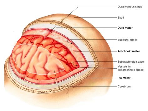 Meninges. Meninges Of Brain, General Anatomy, Medical School Studying, Study Time, Medical School, Anatomy, Brain, Medicine, Medical