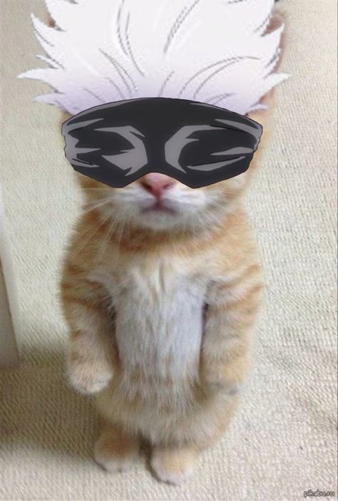 Gojo Cat Pfp, Anime Cat Pfp, Gojo Cat Drawing, Gojo Satoru Cat Wallpaper, Gojo Satoru Cat Icon, Cat Meme Pfp, Legend Cat, Cutest Animals, Anime Kitten